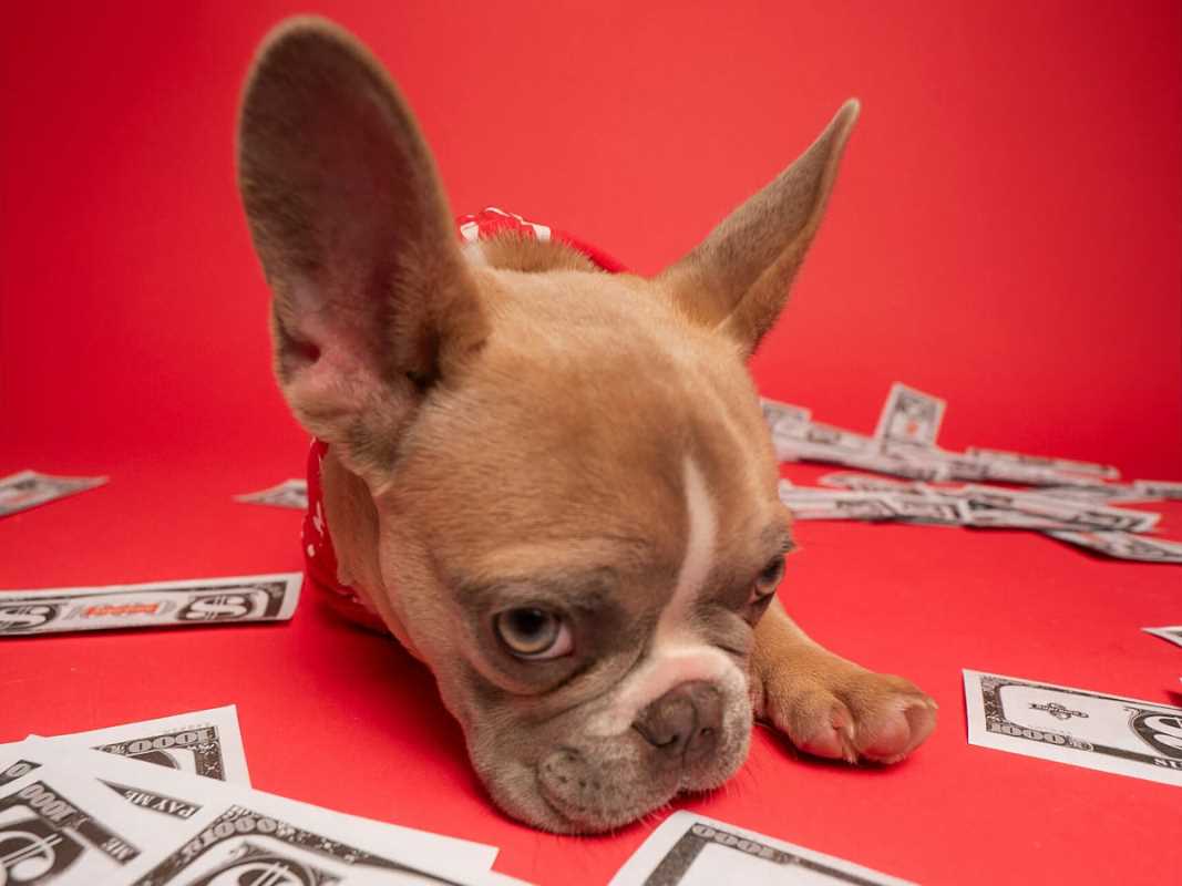 Proven Strategies to Build a Strong Brand in the Competitive Pet Supplies Market