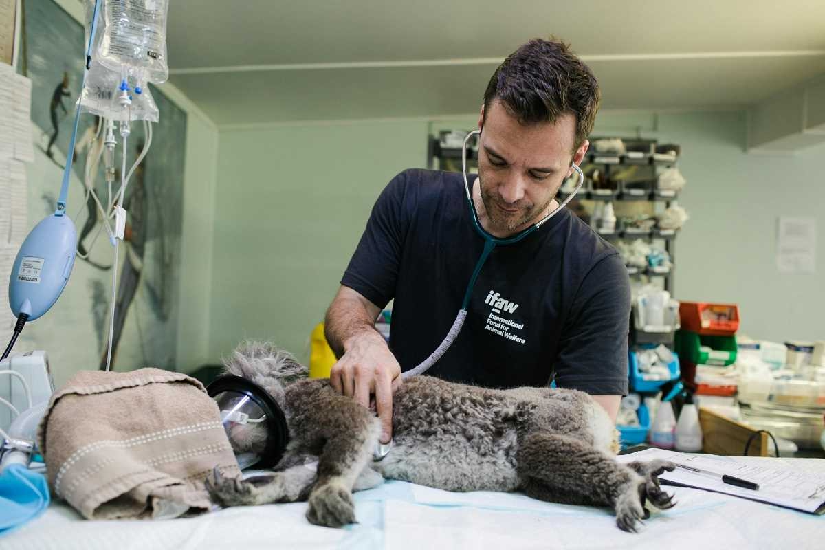 5 Game-Changing CRM Tools Tailored for Veterinary Clinics